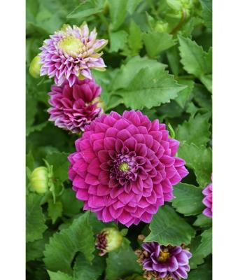 6.5T/3 DAHLIA VENTI ROYAL PURPLE