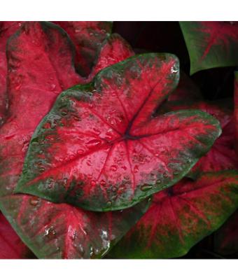 6.5T/3 CALADIUM POSTMAN JOYNER
