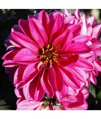 6.5T/3 DAHLIA CITY LIGHTS NEON