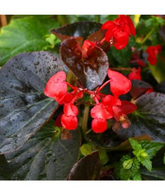 304T/12 BEGONIA BIG BRONZE LEAF RED