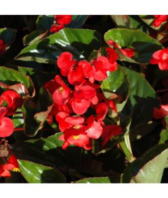 304T/12 BEGONIA BIG GREEN LEAF RED