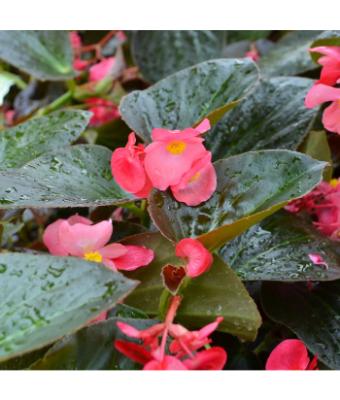 304T/12 BEGONIA BIG BRONZE LEAF ROSE