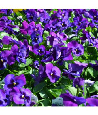 306T/18 PANSY NEON VIOLET