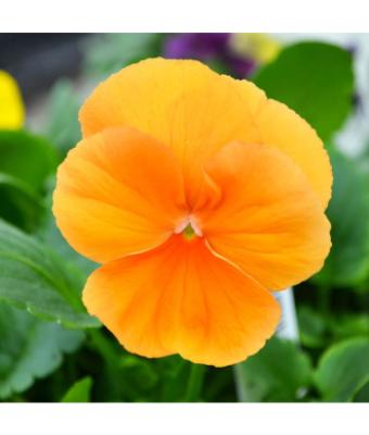 306T/18 PANSY PURE ORANGE