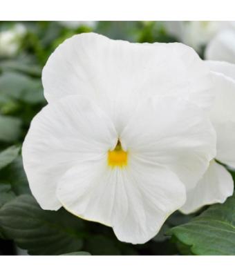 306T/18 PANSY PURE WHITE