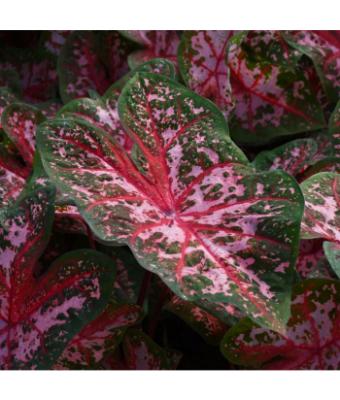 6.5T/3 CALADIUM CAROLYN WHORTON