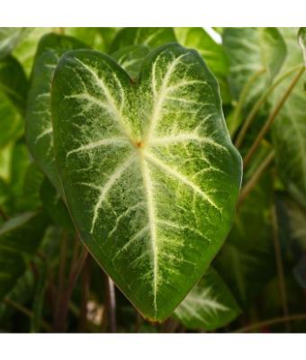 6.5T/3 CALADIUM AARON