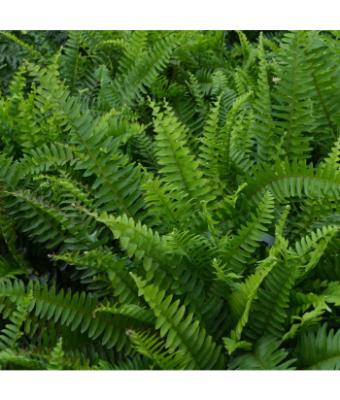 FERN BOSTON HB 10" (HANGING BASKET)