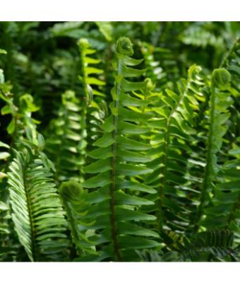 FERN KIMBERLY QUEEN 10" (POT)