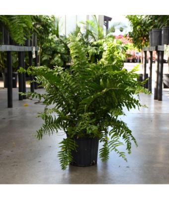 FERN MACHO 10" (POT)