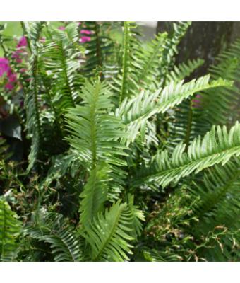 FERN KIMBERLY QUEEN 14" (POT)