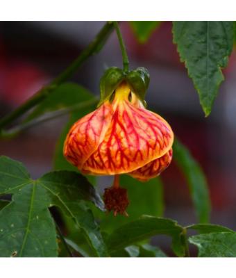 ABUTILON STD 10"
