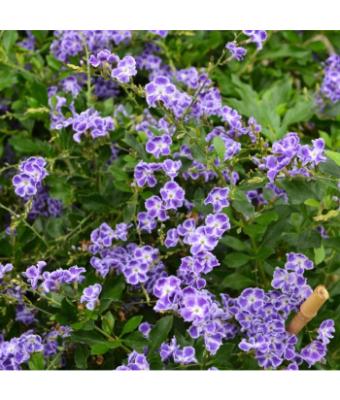 DURANTA STD 10"