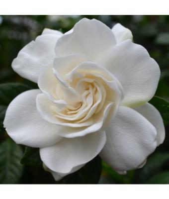GARDENIA STD 10"