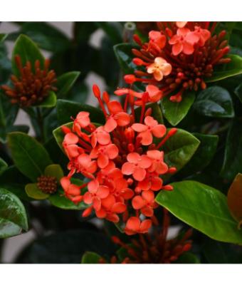 IXORA MAUI BRAID 10"