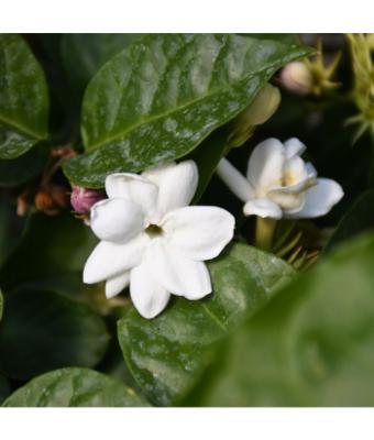 JASMINE SAMBAC STD 10"