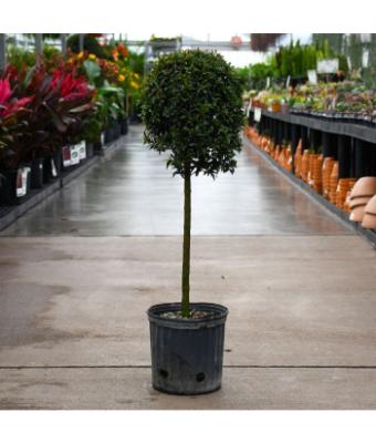 EUGENIA SHORT 1 BALL 10"