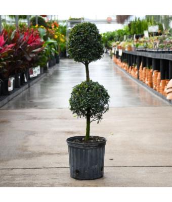 EUGENIA SHORT 2 BALL 10"