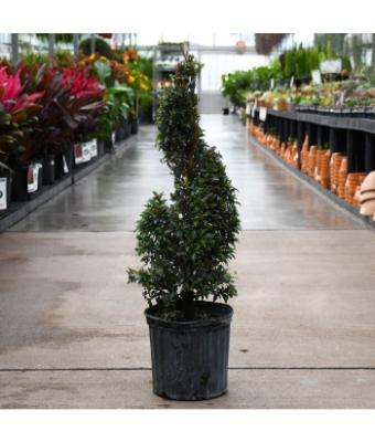 EUGENIA SHORT SPIRAL 10"