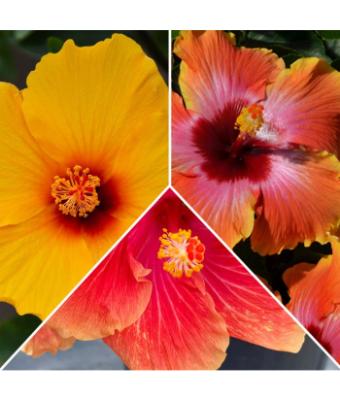 NS-OLD HIBISCUS SKU FIESTA/TEQ