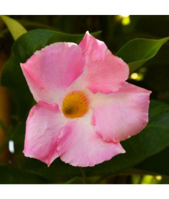 MANDEVILLA GIANT PINK 10"