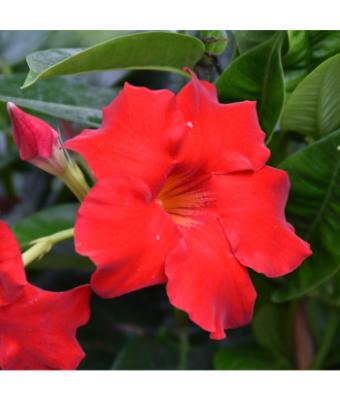 MANDEVILLA VELVET RED 10"