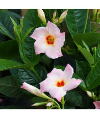 MANDEVILLA GIANT PEACH 10"