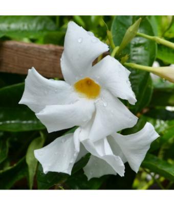 MANDEVILLA GIANT WHITE 10"