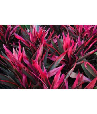 CORDYLINE HOT PEPPER 10"