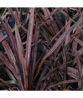 CORDYLINE RED STAR 10"