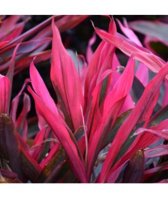 CORDYLINE MARIA PINK 10"