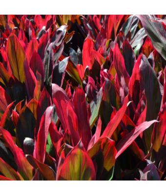 CORDYLINE TRPCL RD 10"