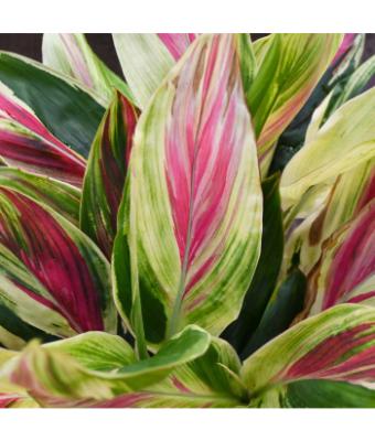 CORDYLINE EXOTICA 10"