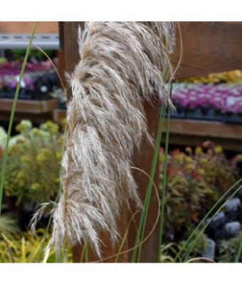 GRASS DWARF PAMPAS IVORYFTHRS 8"