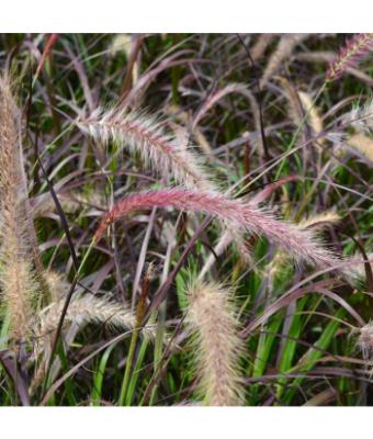 GRASS PURPLE FOUNTAIN 6"