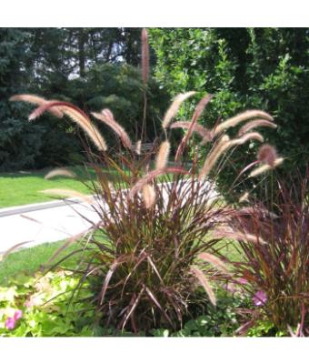 GRASS PURPLE FOUNTAIN 8"