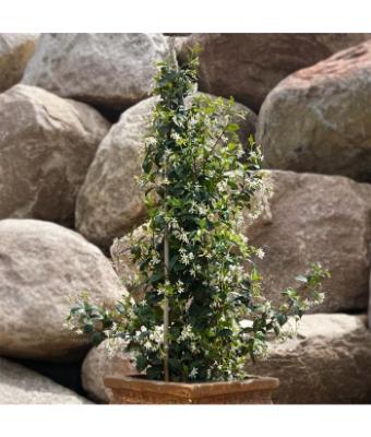 JASMINE JASMINOIDES STAR 10"