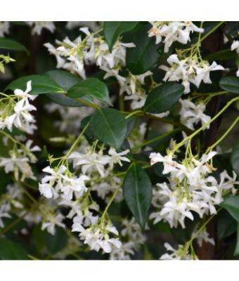 JASMINE JASMINOIDES STAR 6"