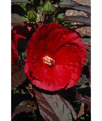 WH HIBISCUS BUSH RED 14"