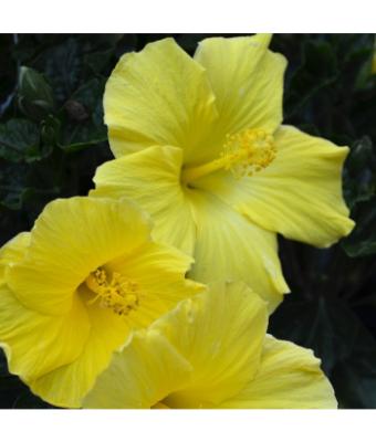 WH HIBISCUS BUSH YELLOW 10"