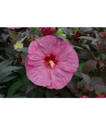 WH HIBISCUS STD PINK 10"