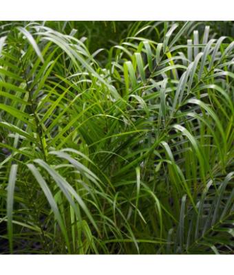 PALM PHOENIX ROEBELENII 10"