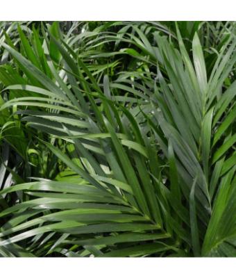 PALM CATARACTARUM 10"