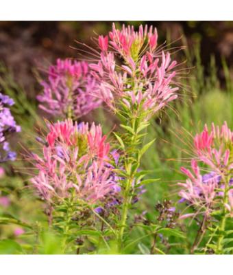 606T/36 CLEOME PINK QUEEN