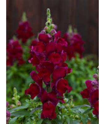 606T/36 SNAPDRAGON DWARF RED