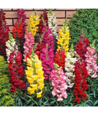 606T/36 SNAPDRAGON TALL MIX