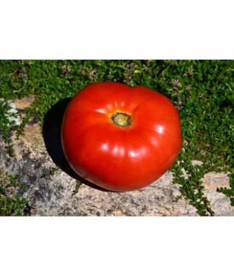 E4.75T/10 TOMATO HEIRLOOM MORTGAGE LIFTER