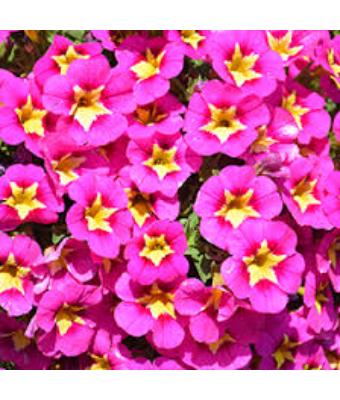4.75T/10 CALIBRACHOA BUMBLE BEE HOT PINK