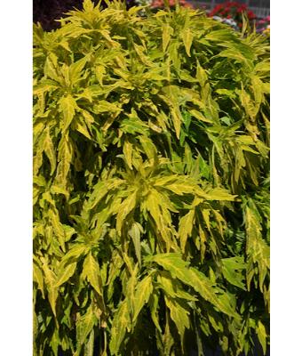 4.75T/10 COLEUS TRAILING FLAME SALSA VERDE