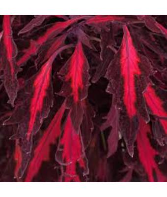 4.75T/10 COLEUS TRAILING FLAME ADOBO PINK